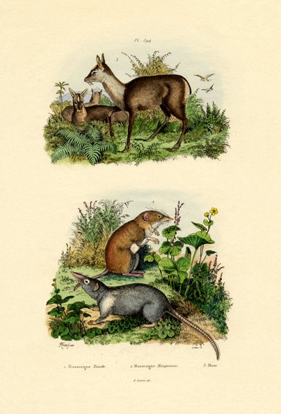Shrews by French School